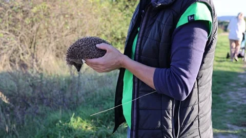 A hedgehog in a man's hands Stock Footage 286995281