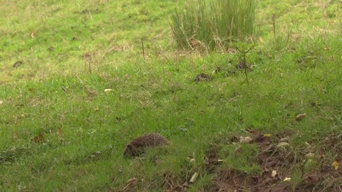 Hedgehog on a meadow with sheep Stock Footage 281570840