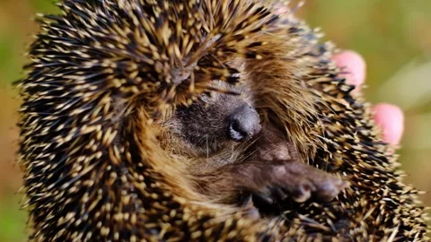 Hedgehog muzzle close-up.Forest hedgehog in male hands Stock Footage 313153735