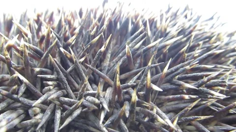 Hedgehog needles needles move macro very close gray Video stock 241943345