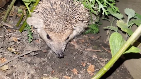 A hedgehog  at night. close-up. real time Stock Footage 200702665