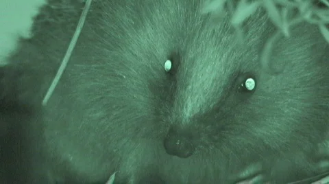 Hedgehog at night  Stock Footage 642907
