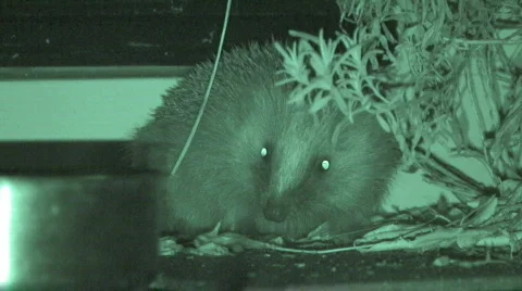 Hedgehog at night Stock Footage 642916