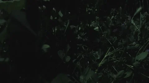 Hedgehog at night 库存影片 8679311