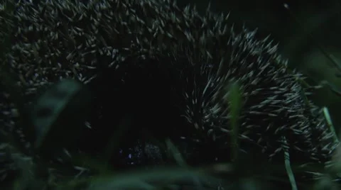 Hedgehog at night 库存影片 8679348
