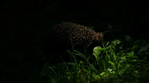 Hedgehog At Night Stock Footage 8838017