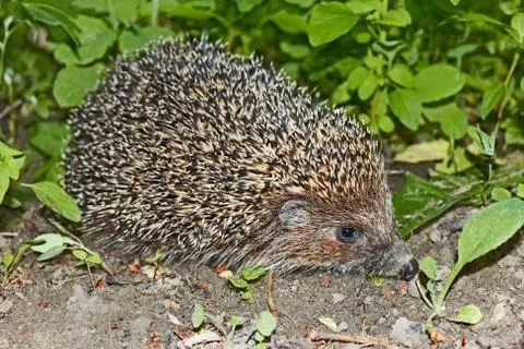 Hedgehog at night Stock Photos