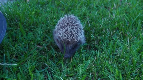 Hedgehog at night walks on grass 스톡 동영상 138621831