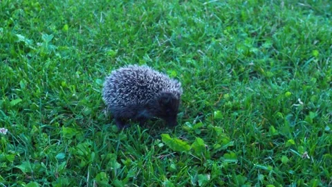 Hedgehog at night walks on grass Video stock 138622704