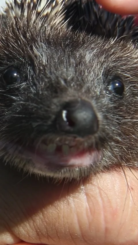 Hedgehog opening mouth while held in human hand Stock Footage 318160384