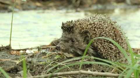 Hedgehog over the river Stock Footage 8679396