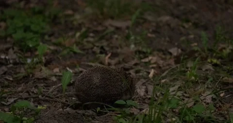 Hedgehog in the park Stock Footage 158451071