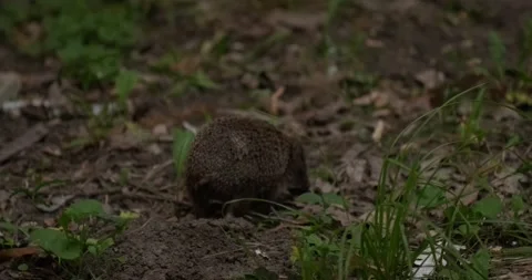 Hedgehog in the park Stock Footage 158451073