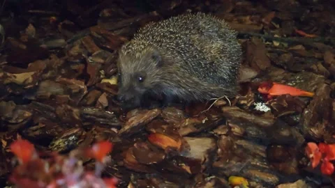 Hedgehog in the park Stock Footage 313295964