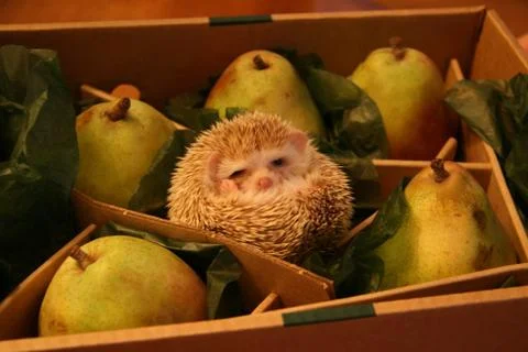 Hedgehog, pears, a box, laughter Stock Photos