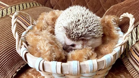Hedgehog pet in basket Stock Footage 172156329