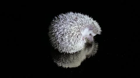 Hedgehog pet on black background Stock Footage 172150123