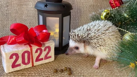 Hedgehog pet, gift box Stock Footage 164384975