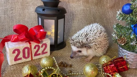 Hedgehog pet, gift box with text 2022 at new year tree. Stock Footage 160096579