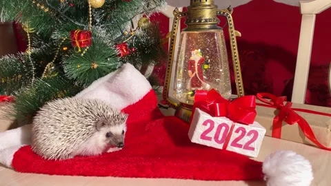 Hedgehog pet, gift box with text 2022, Video stock 165797040