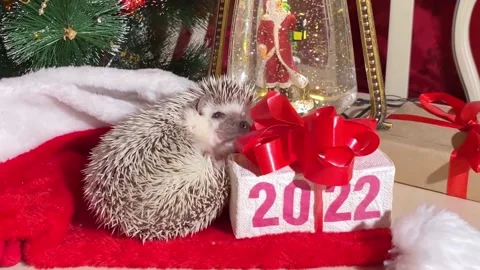 Hedgehog pet, gift box with text 2022 動画素材 166714524