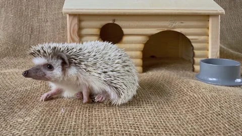 Hedgehog pet going to home. Stock Footage 160955301