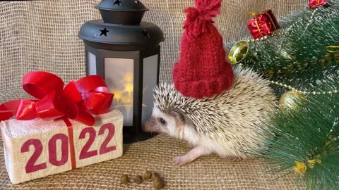 Hedgehog pet with red hat, gift box with text 2022 Stock Footage 161584853