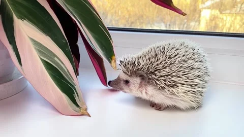Hedgehog pet on windowsill Stock Footage 172155193
