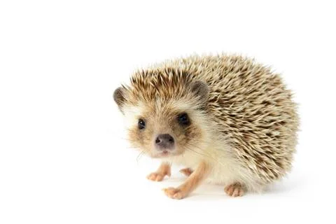 Hedgehog Stock Photos