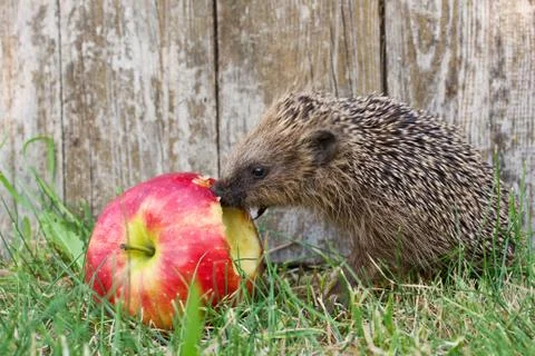 Hedgehog Stock Photos