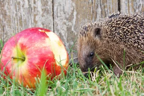 Hedgehog Stock Photos