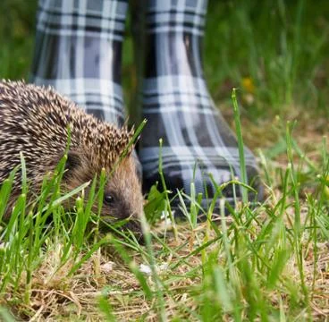 Hedgehog Stock Photos