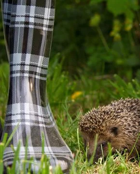 Hedgehog Stock Photos