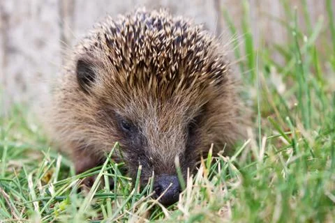 Hedgehog Stock Photos
