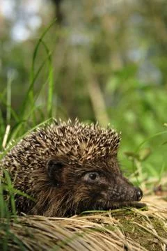 Hedgehog Stock Photos