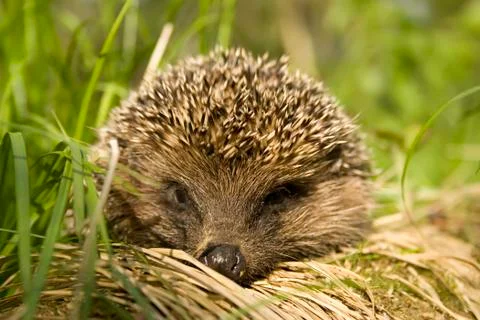 Hedgehog Stock-Fotos