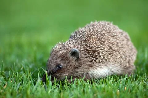 Hedgehog Stock Photos