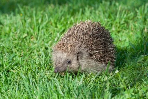 Hedgehog Stock Photos