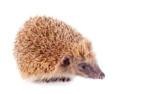 Hedgehog Stock Photos