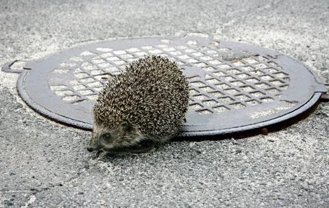 Hedgehog Stock-Fotos