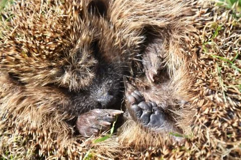 Hedgehog Stock Photos