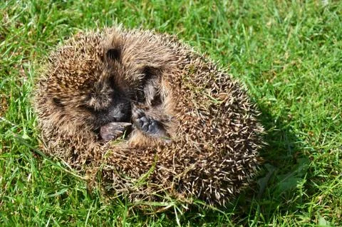 Hedgehog Stock Photos