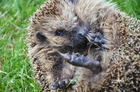 Hedgehog Foto stock