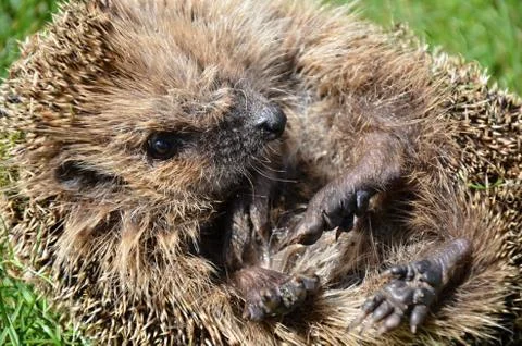 Hedgehog Stock Photos