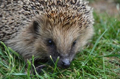 Hedgehog Stock Photos