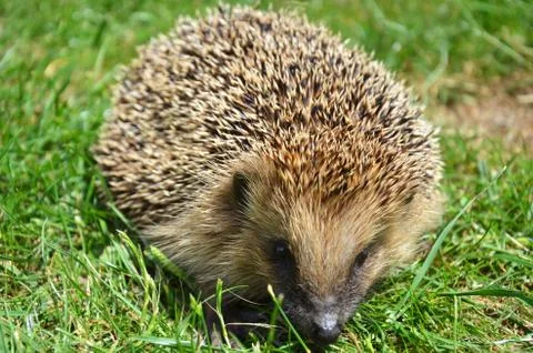 Hedgehog Stock Photos