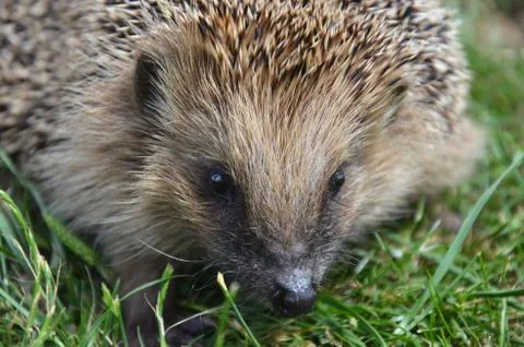 Hedgehog  Stock Photos