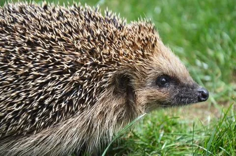 Hedgehog  Stock Photos
