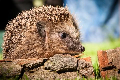Hedgehog Foto stock