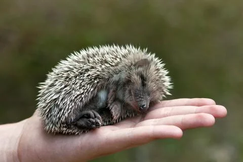 Hedgehog 스톡 사진